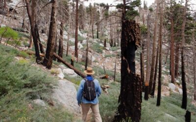 As California burns, some ecologists say it’s time to rethink forest management